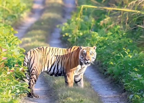 Wildlife Safari in Nepal